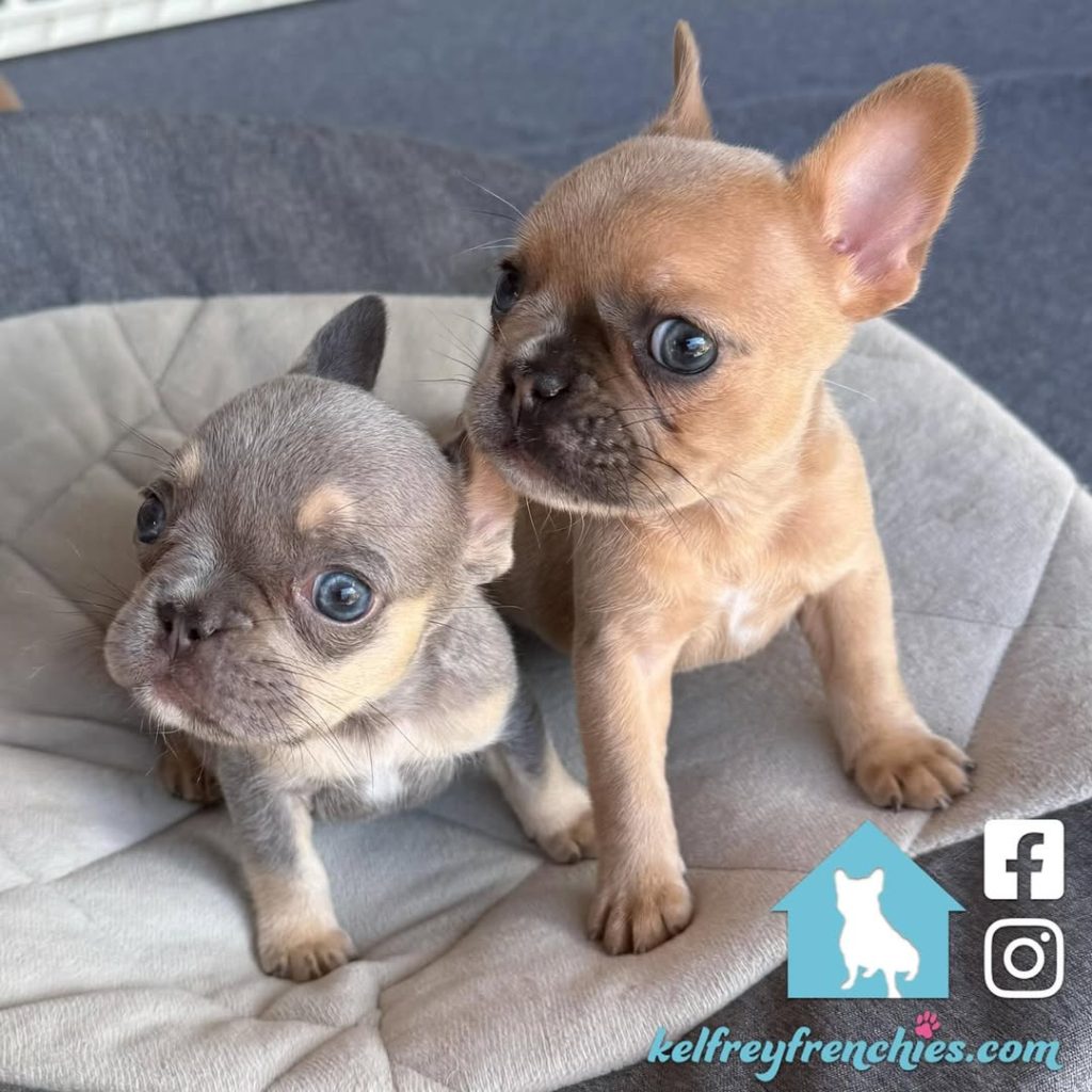 Quigley's New Litter